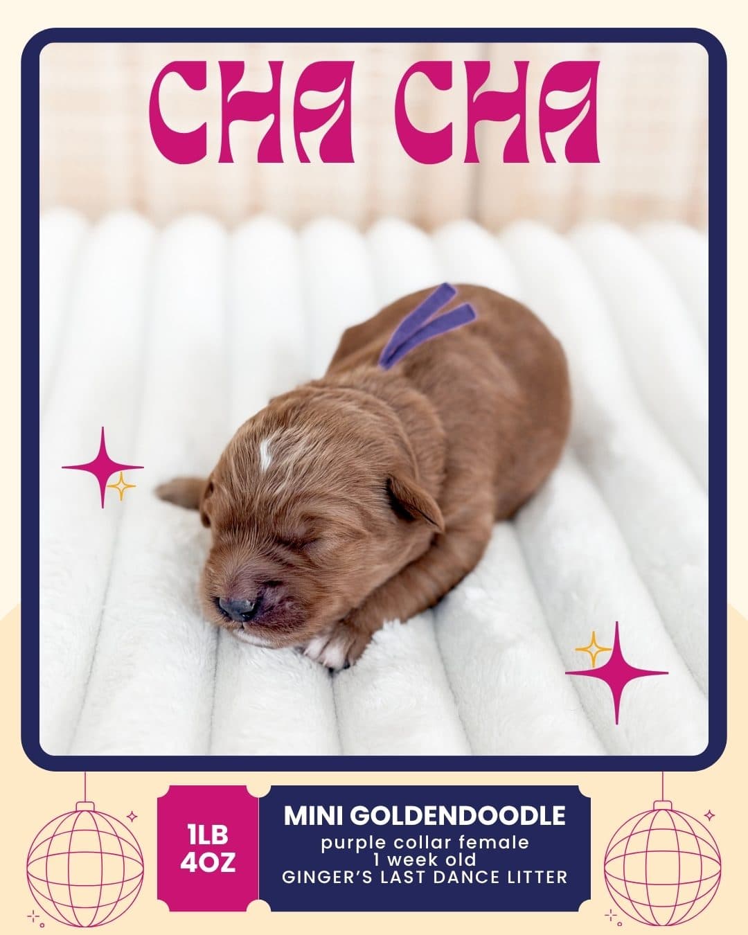 Cha Cha, Mini Goldendoodle puppy from Wilder Doodles photo 1