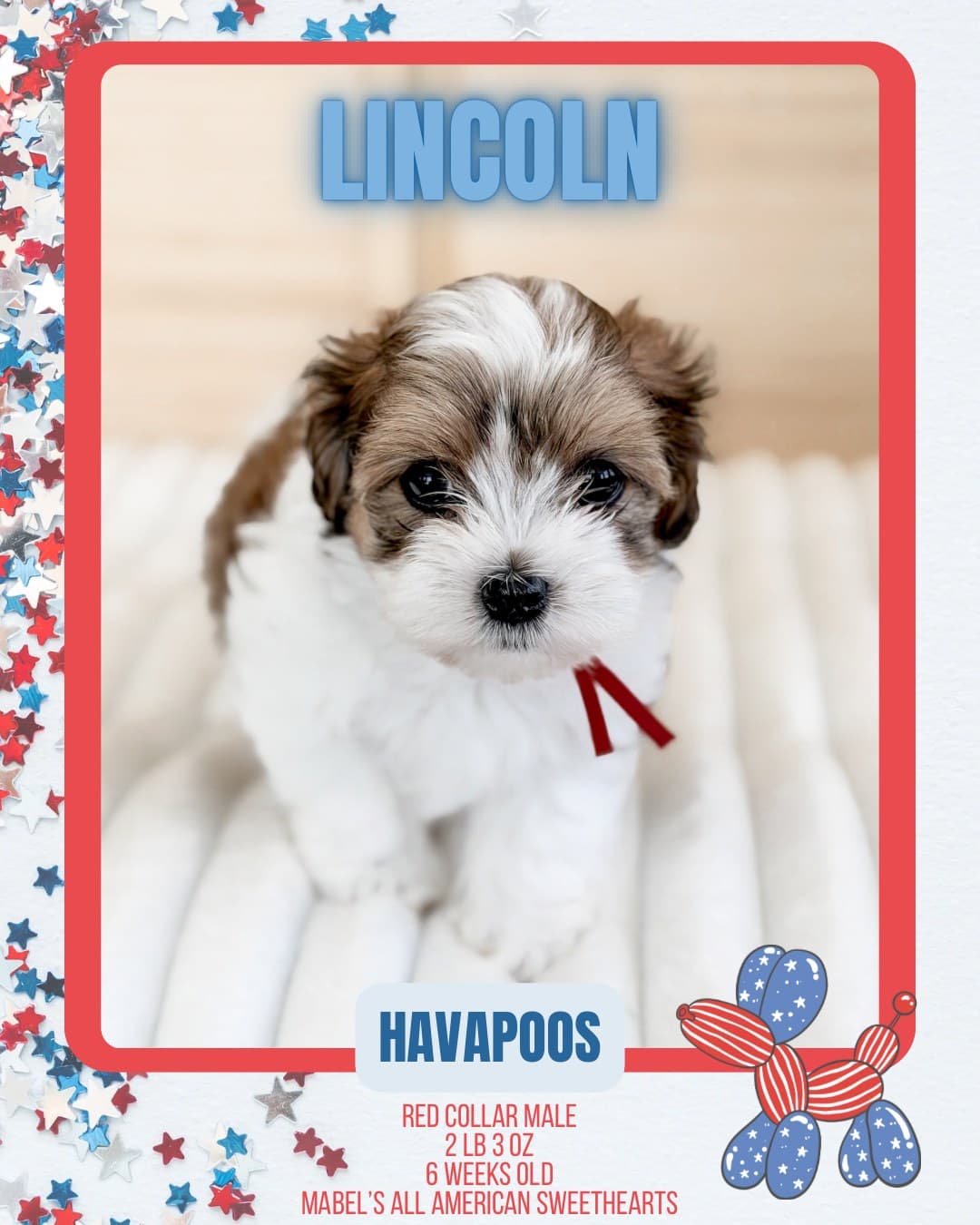 Havapoo puppy from Wilder Doodles