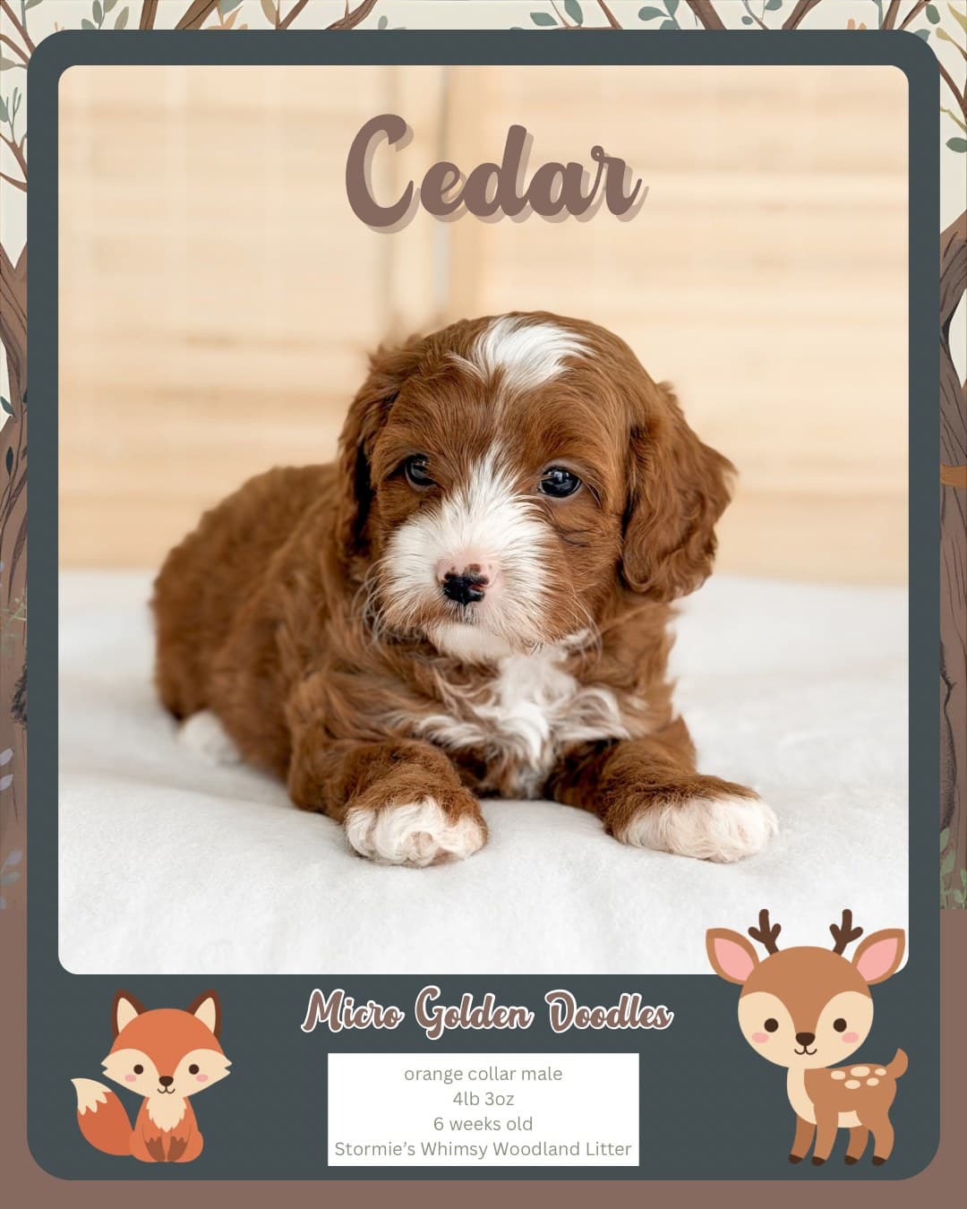 Are Doodles Hypoallergenic? An Honest Answer From a Doodle Breeder