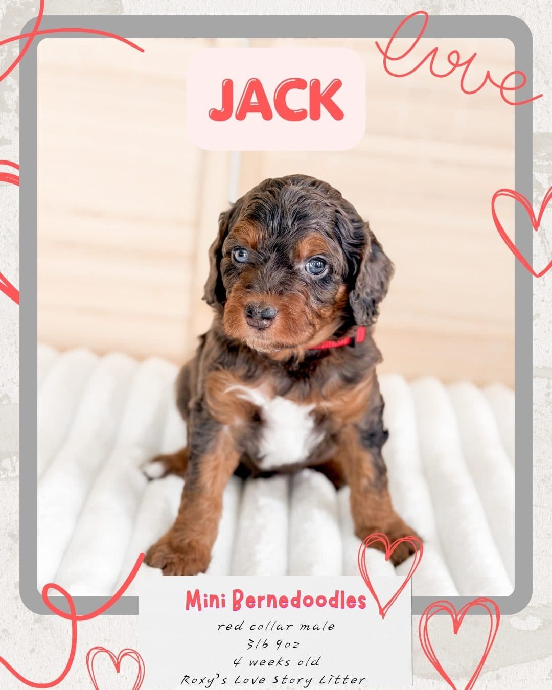 How Nationwide Puppy Delivery Works (By Car and By Plane)