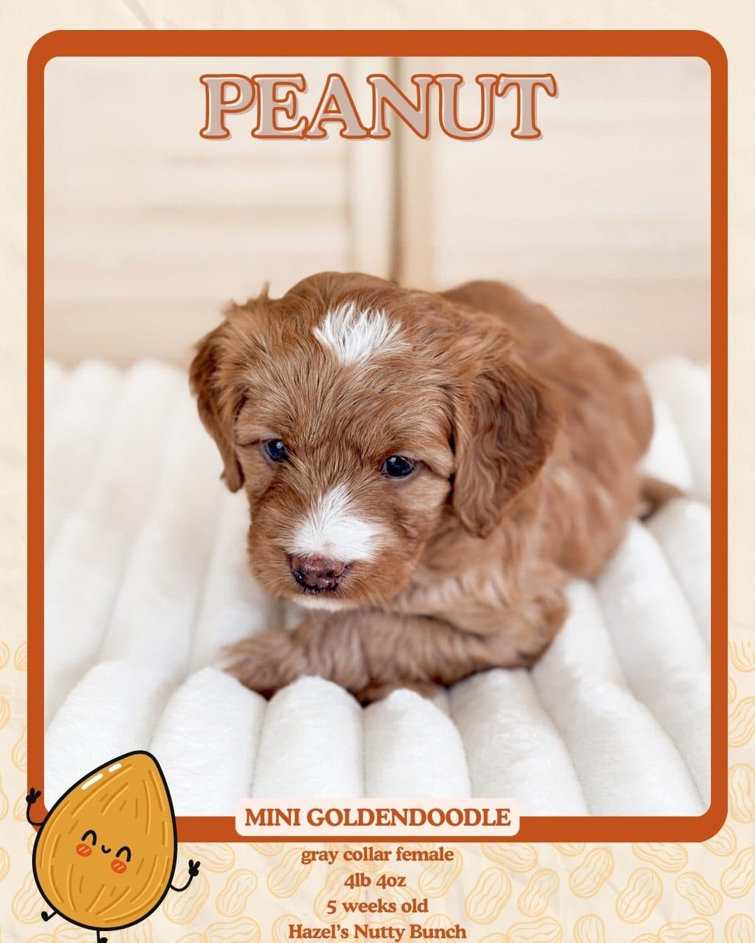 How Much Does a Mini Goldendoodle Cost? What Is Included in Our Price