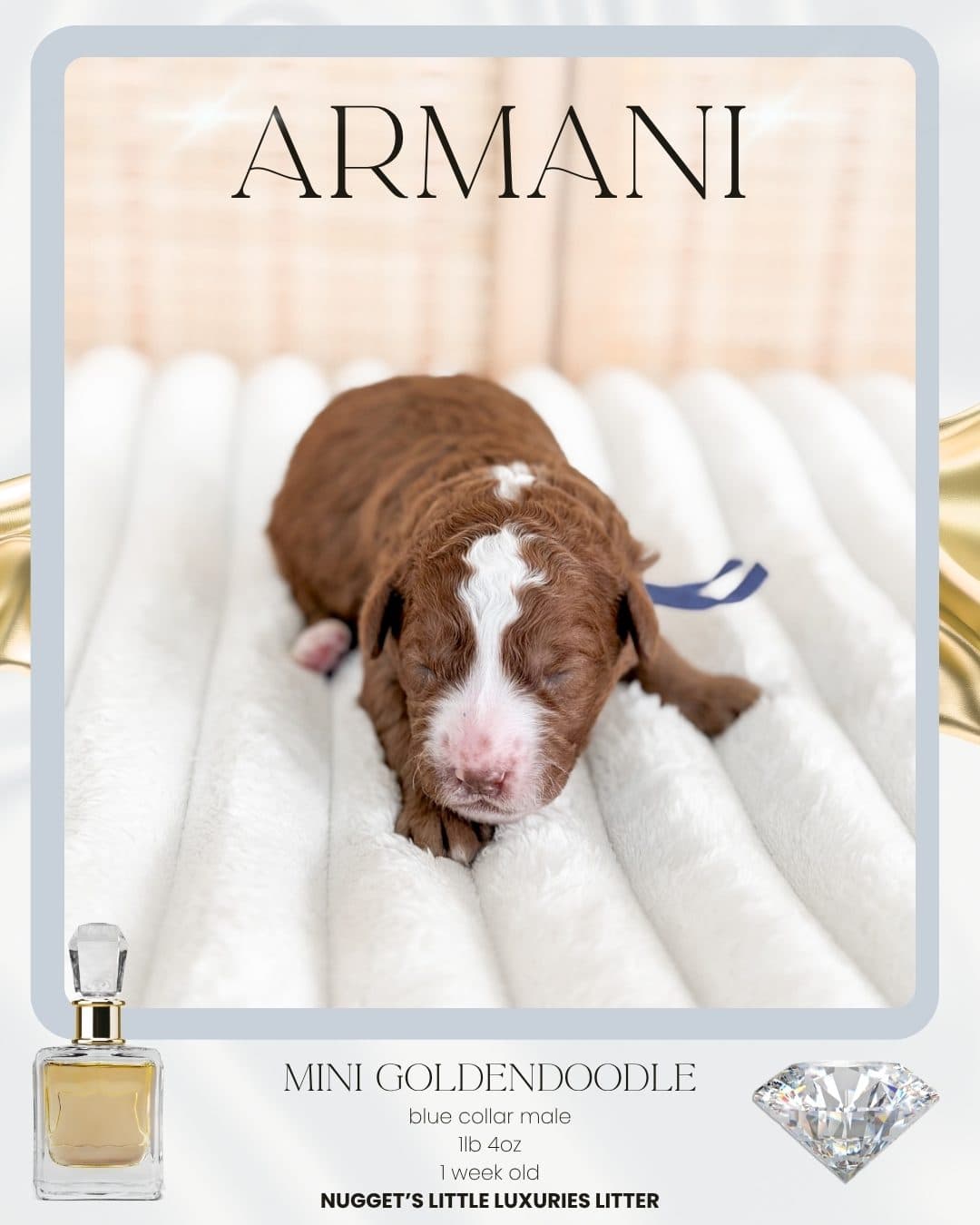 Armani, Mini Goldendoodle puppy from Wilder Doodles in Wilder, Idaho