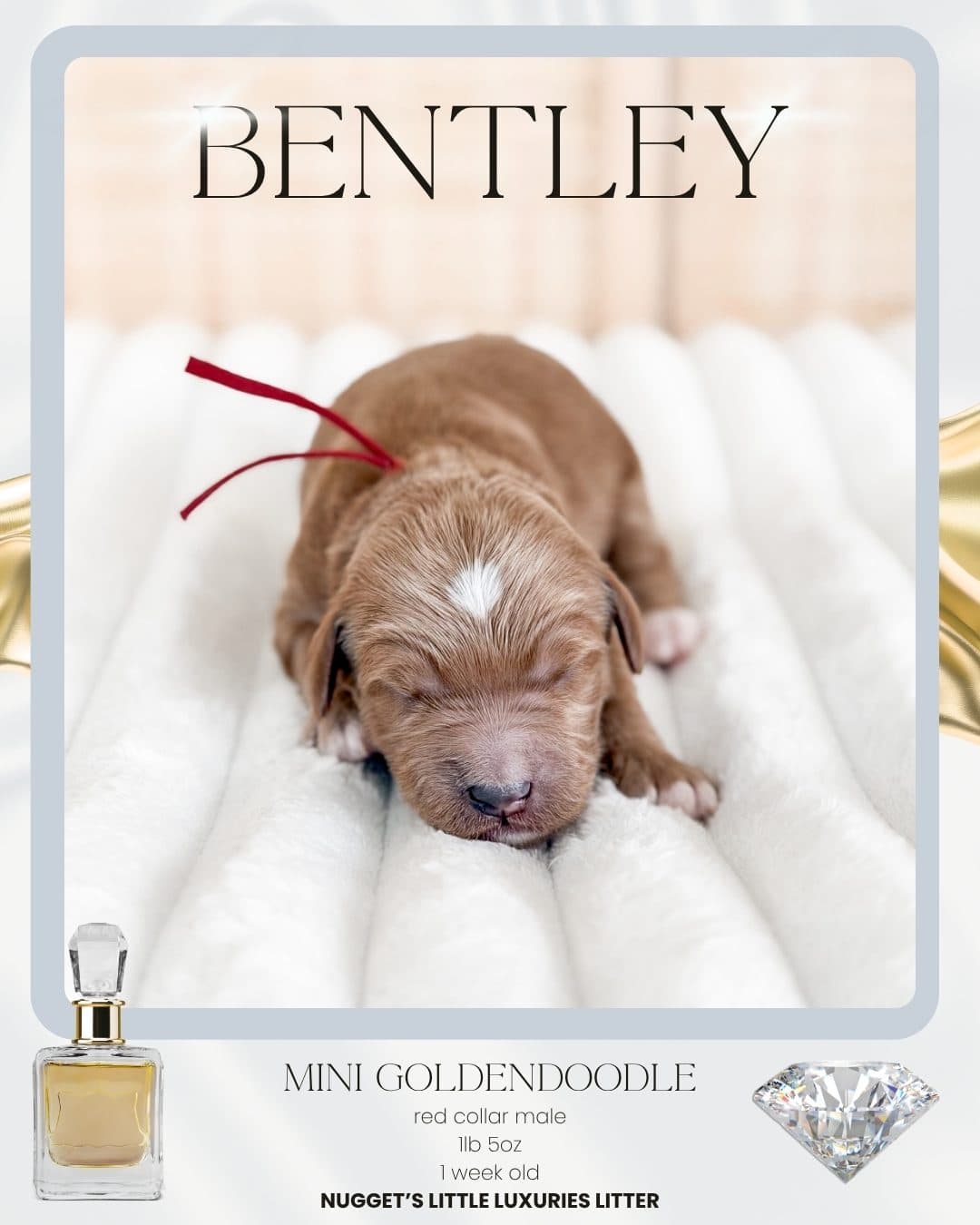 Bentley, Mini Goldendoodle puppy from Wilder Doodles in Wilder, Idaho