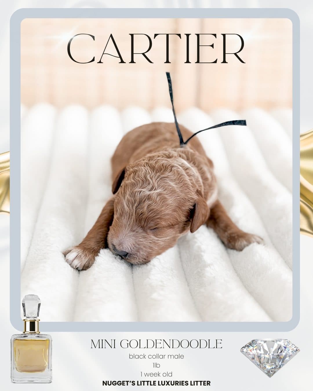 Cartier, Mini Goldendoodle puppy from Wilder Doodles in Wilder, Idaho