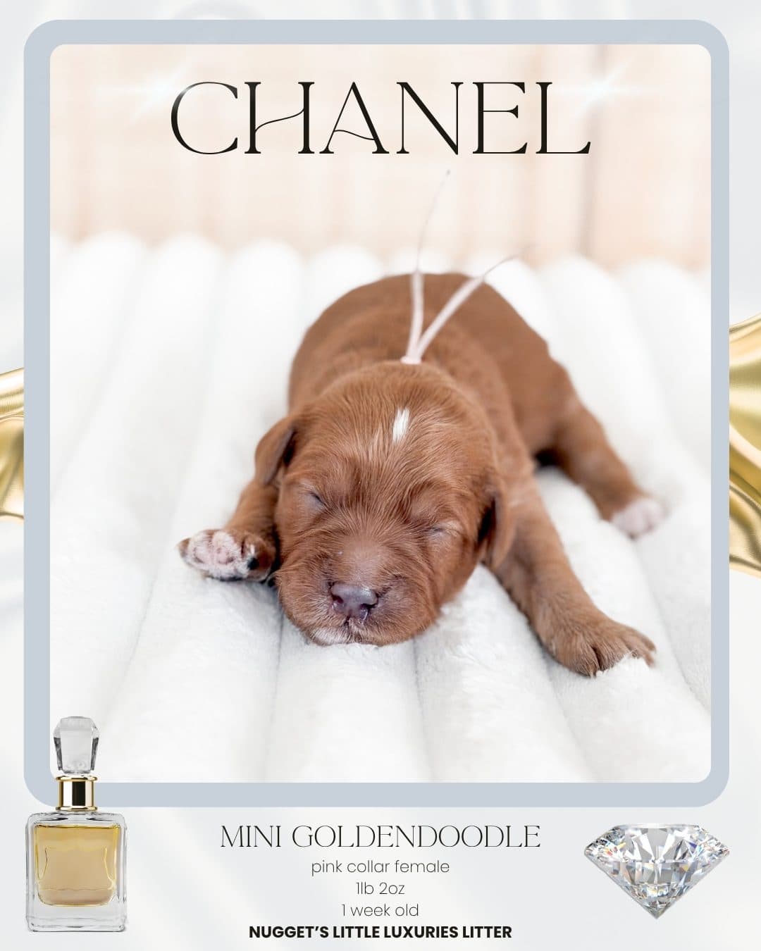 Chanel, Mini Goldendoodle puppy from Wilder Doodles in Wilder, Idaho