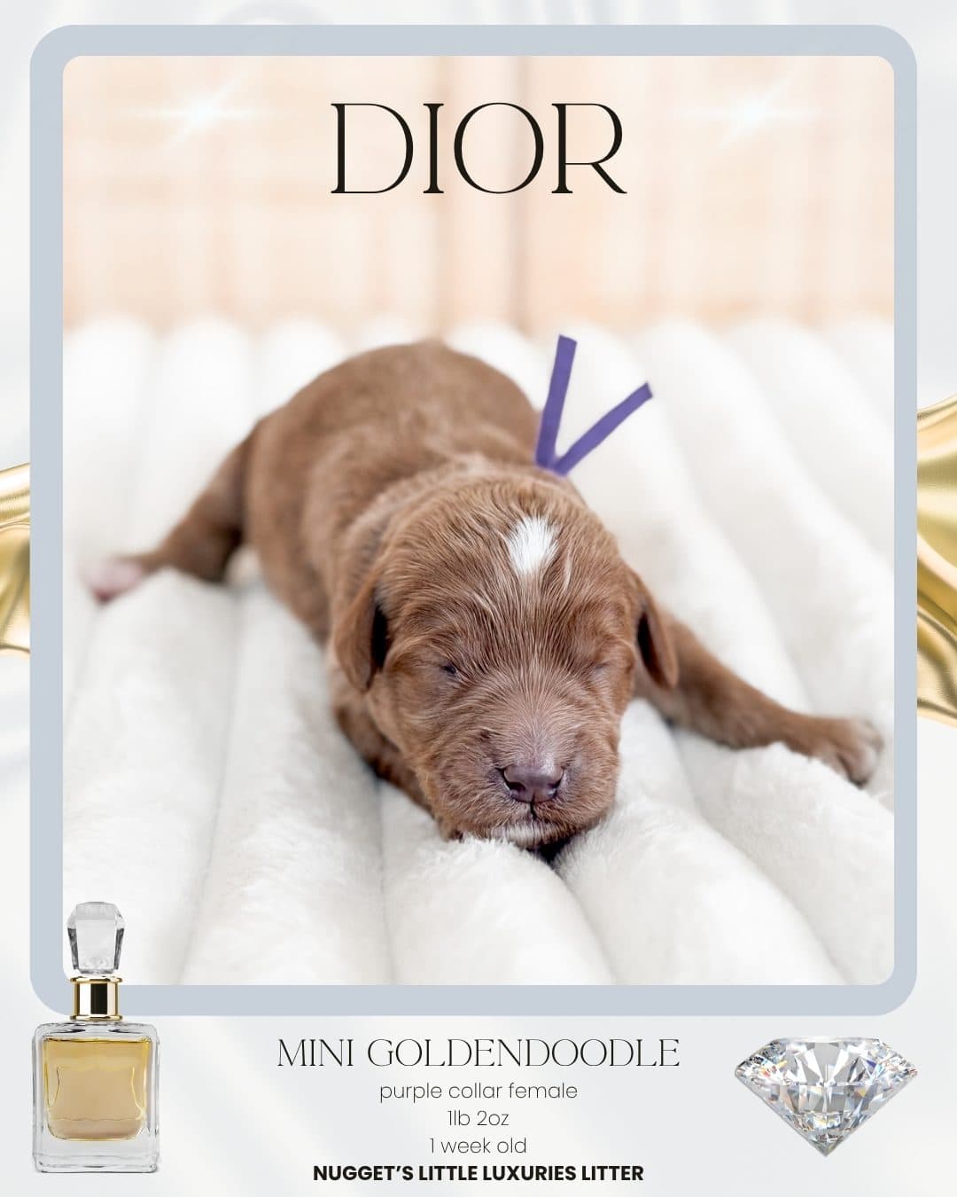 Dior, Mini Goldendoodle puppy from Wilder Doodles photo 1