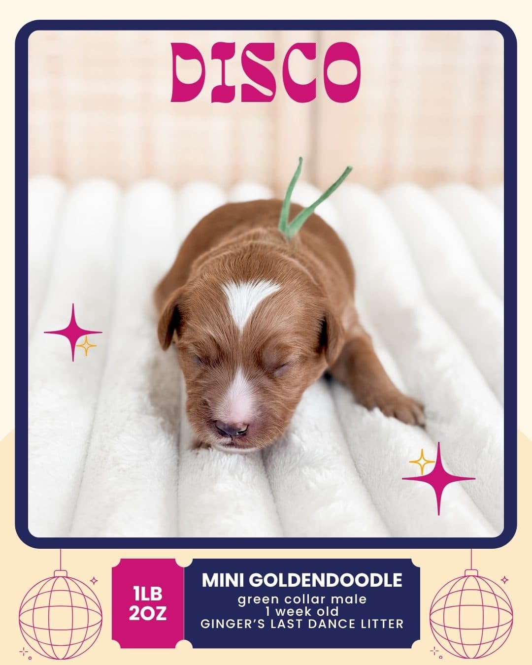 Disco, Mini Goldendoodle puppy from Wilder Doodles in Wilder, Idaho