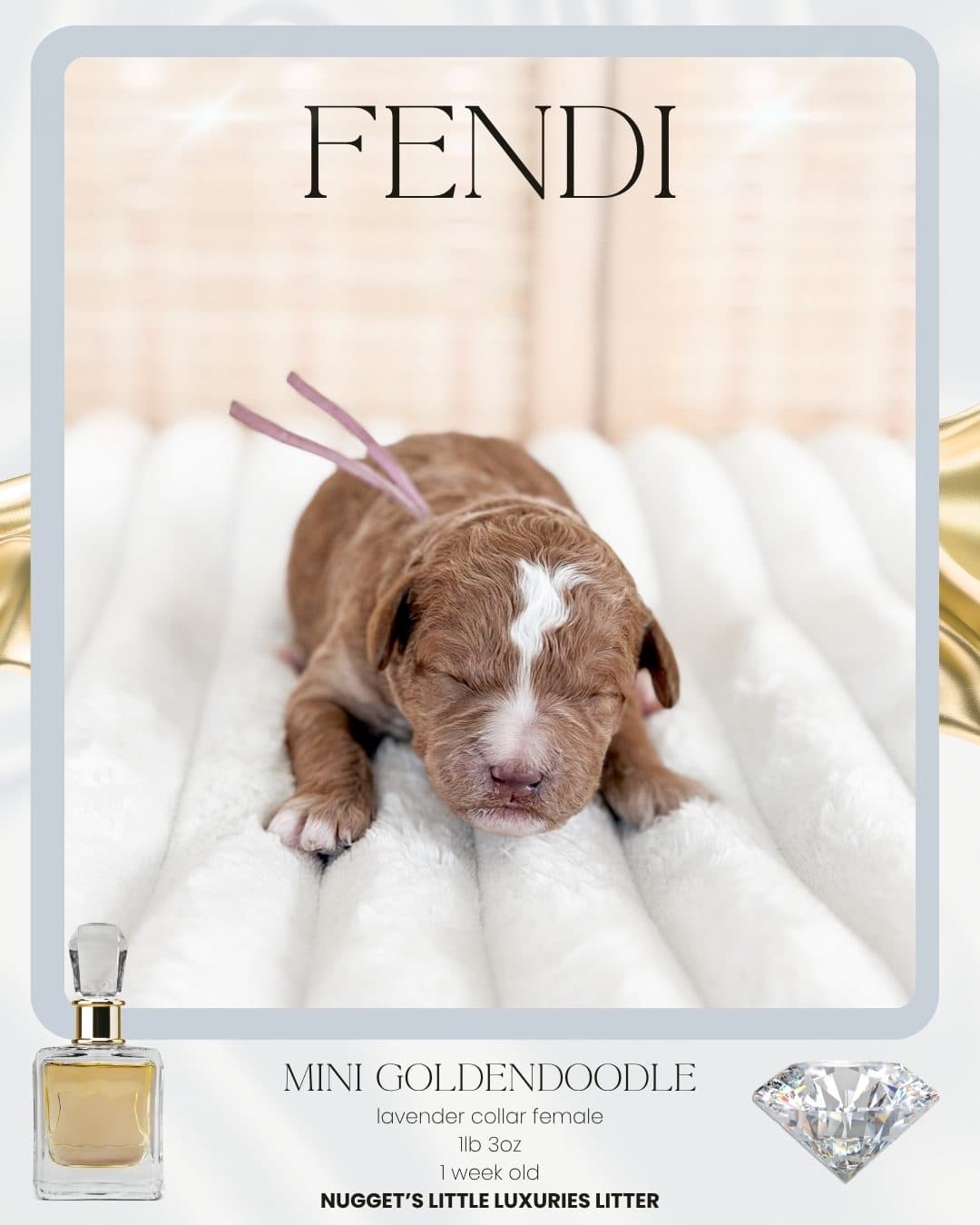 Fendi, Mini Goldendoodle puppy from Wilder Doodles in Wilder, Idaho