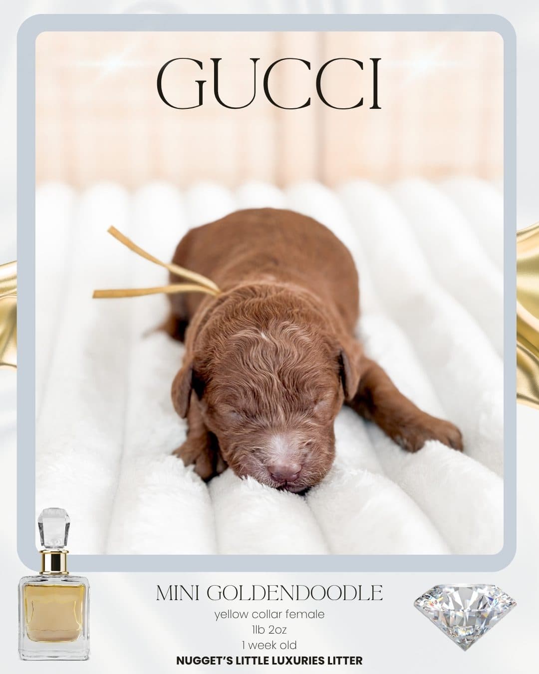 Gucci, Mini Goldendoodle puppy from Wilder Doodles photo 1