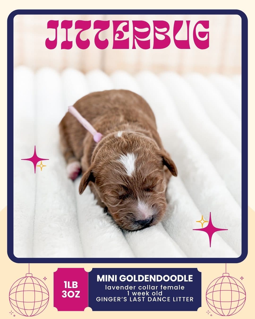 Jitterbug, Mini Goldendoodle puppy from Wilder Doodles photo 1