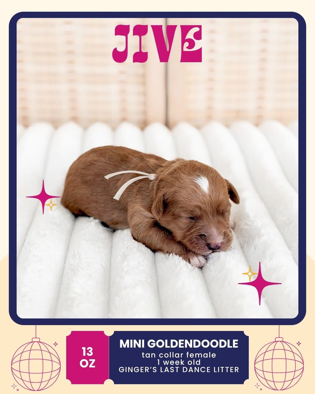 Jive, Mini Goldendoodle puppy from Wilder Doodles in Wilder, Idaho