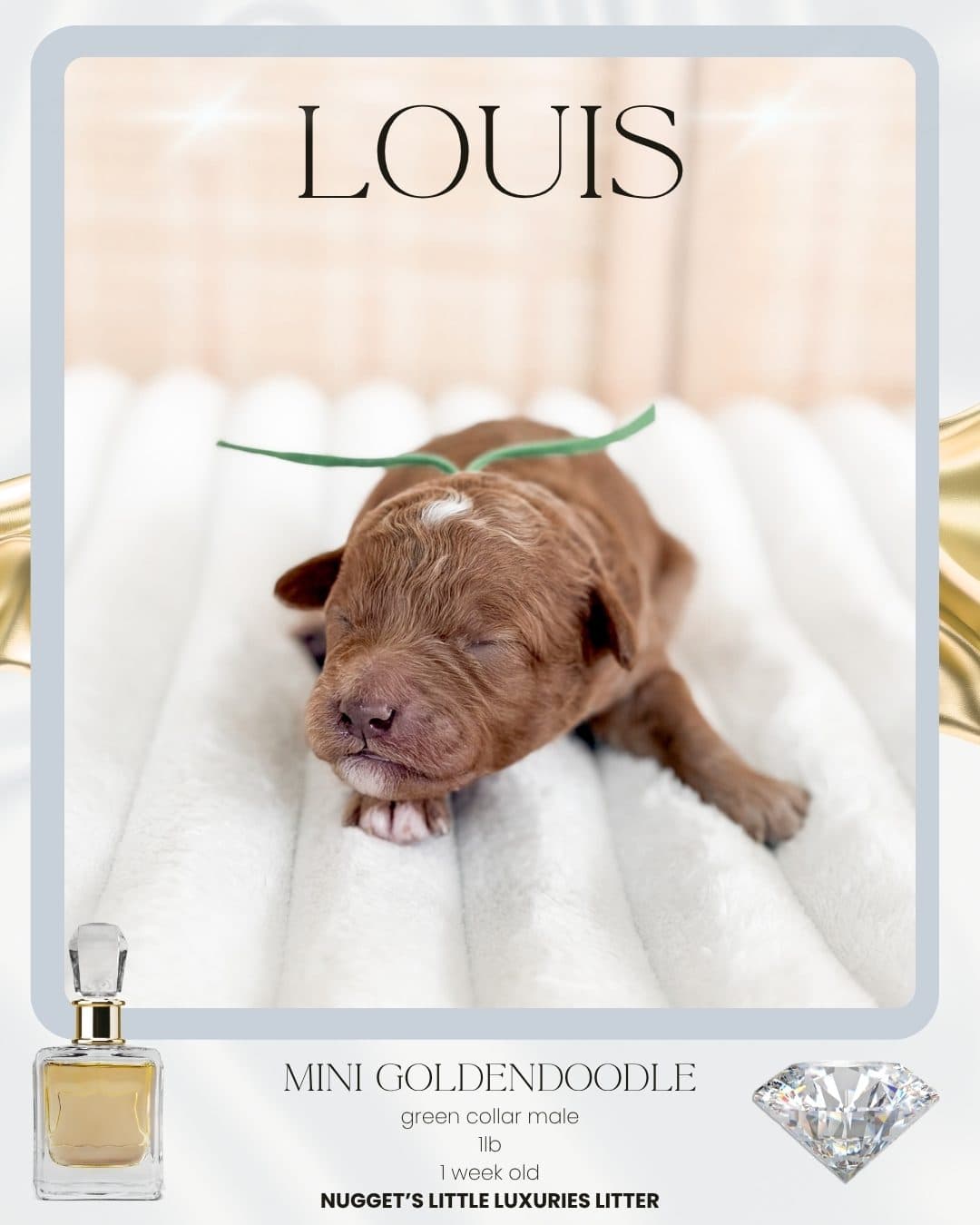 Louis, Mini Goldendoodle puppy from Wilder Doodles in Wilder, Idaho