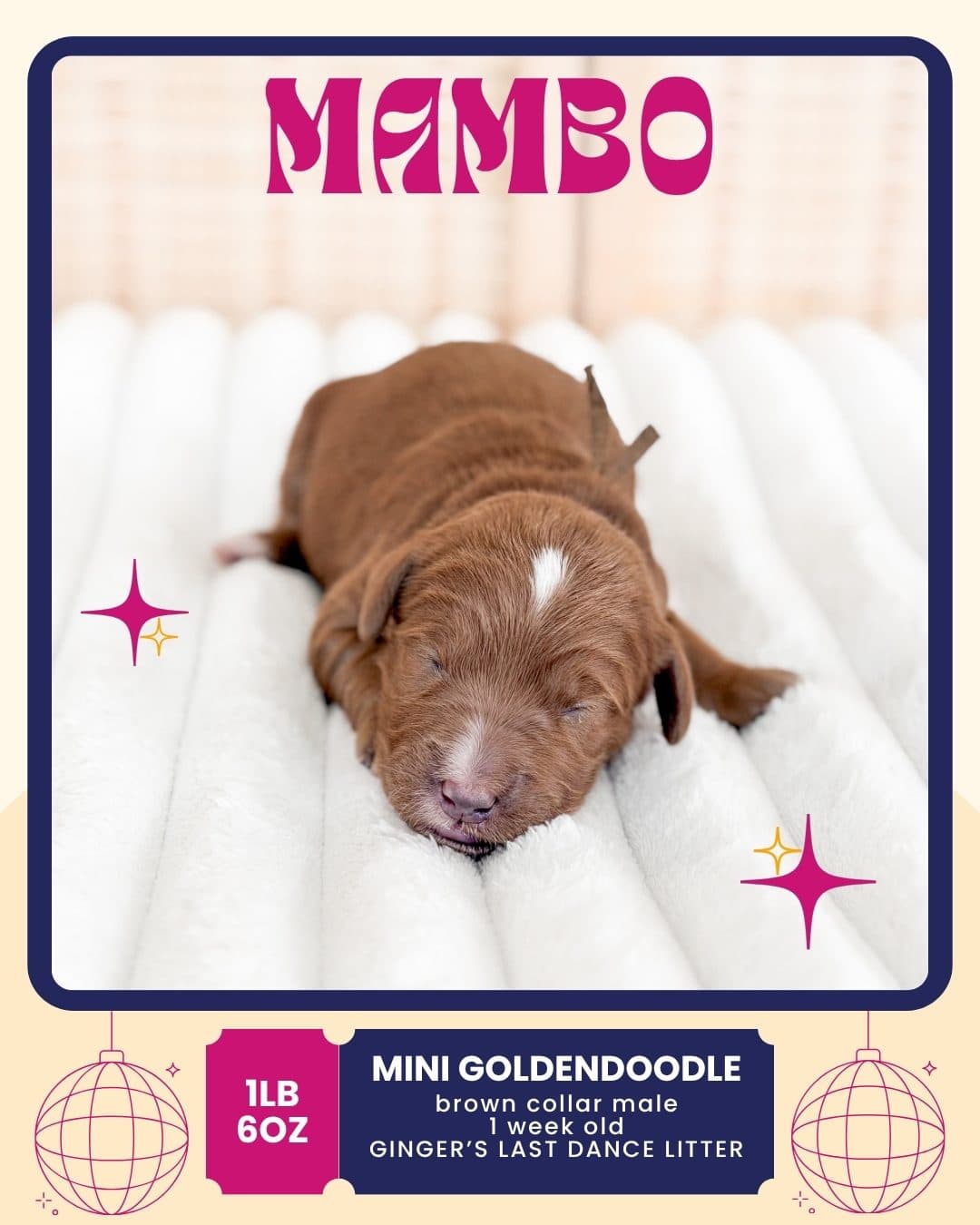 Mambo, Mini Goldendoodle puppy from Wilder Doodles in Wilder, Idaho
