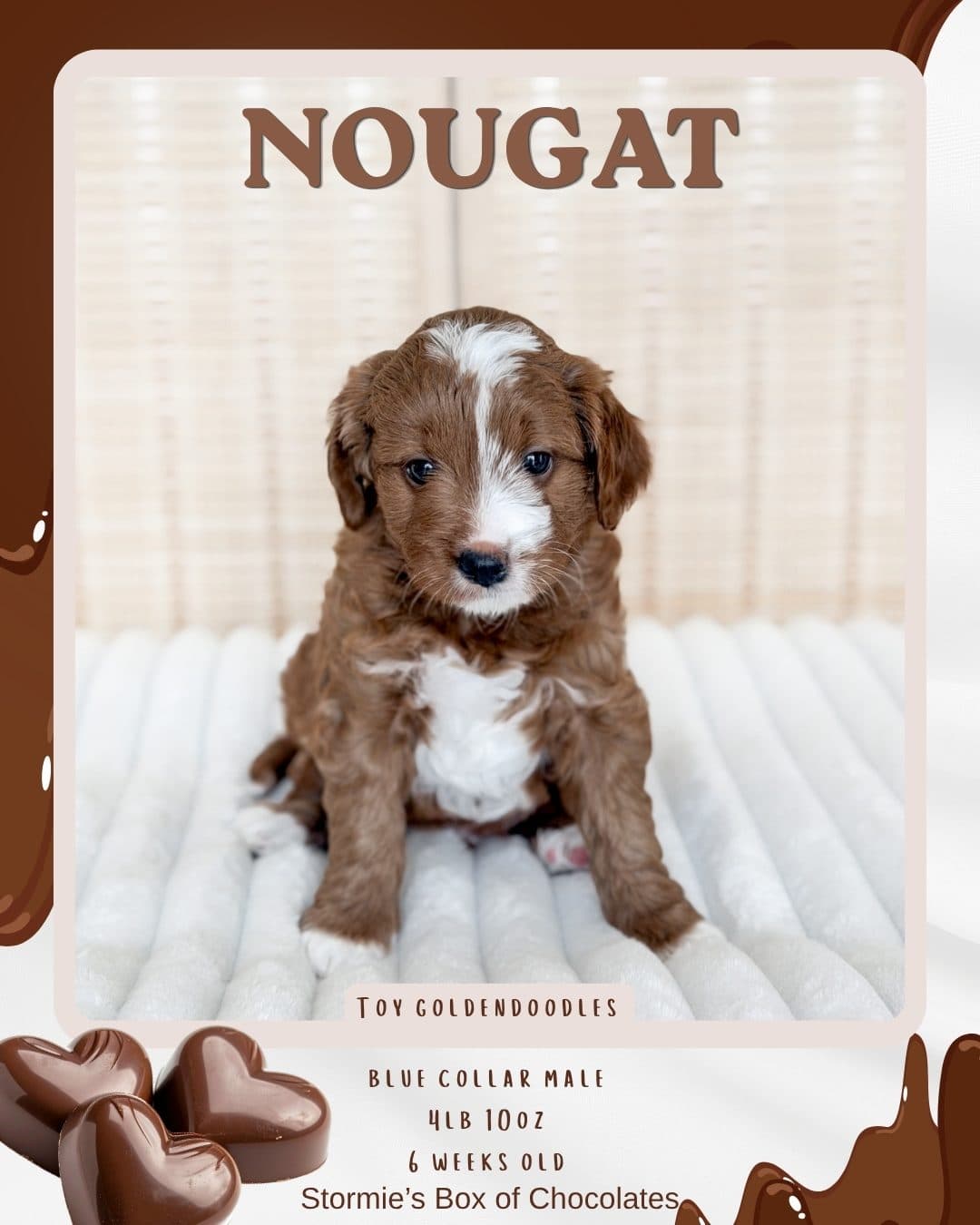 Nougat, Micro Goldendoodle puppy from Wilder Doodles in Wilder, Idaho