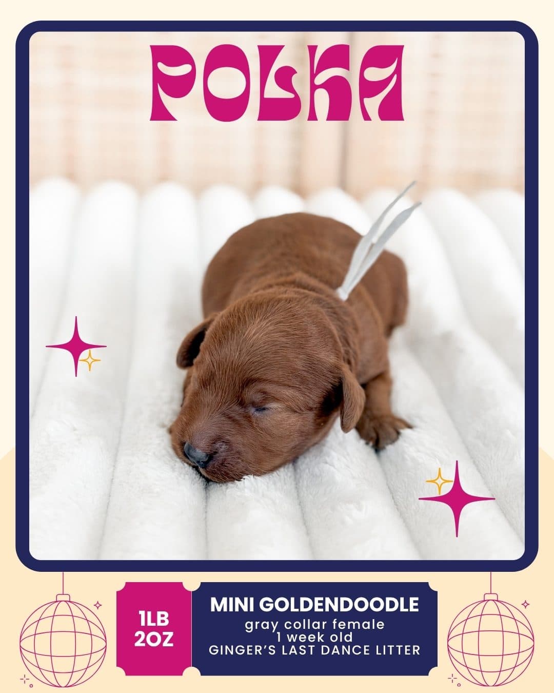 Polka, Mini Goldendoodle puppy from Wilder Doodles in Wilder, Idaho