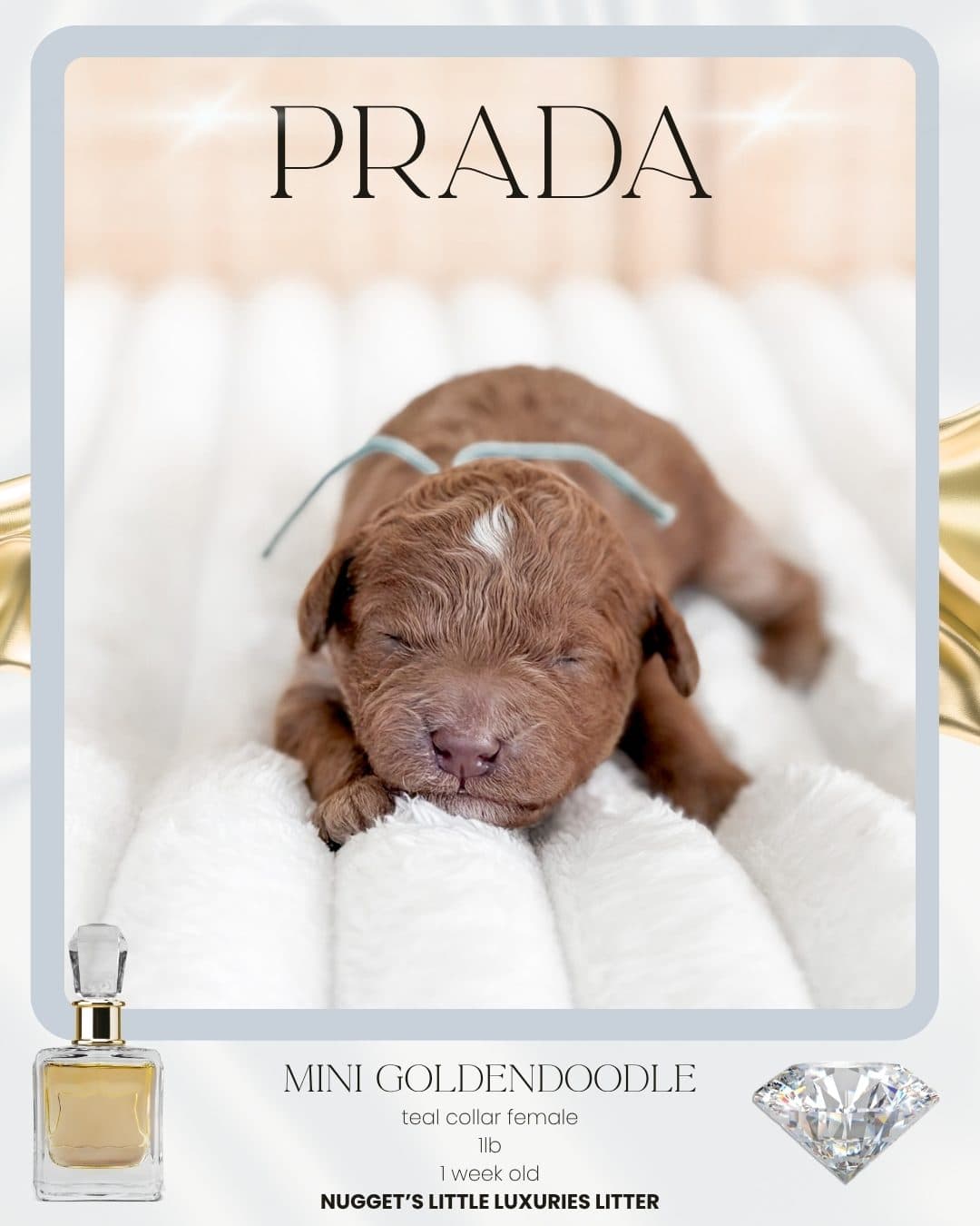 Prada, Mini Goldendoodle puppy from Wilder Doodles photo 1