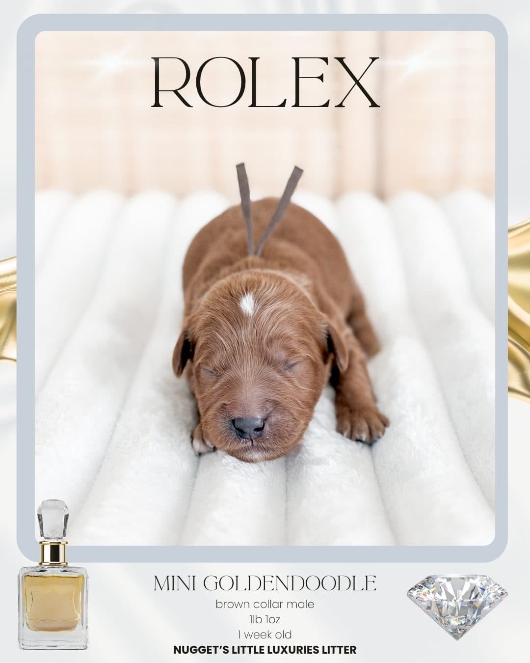 Rolex, Mini Goldendoodle puppy from Wilder Doodles photo 1