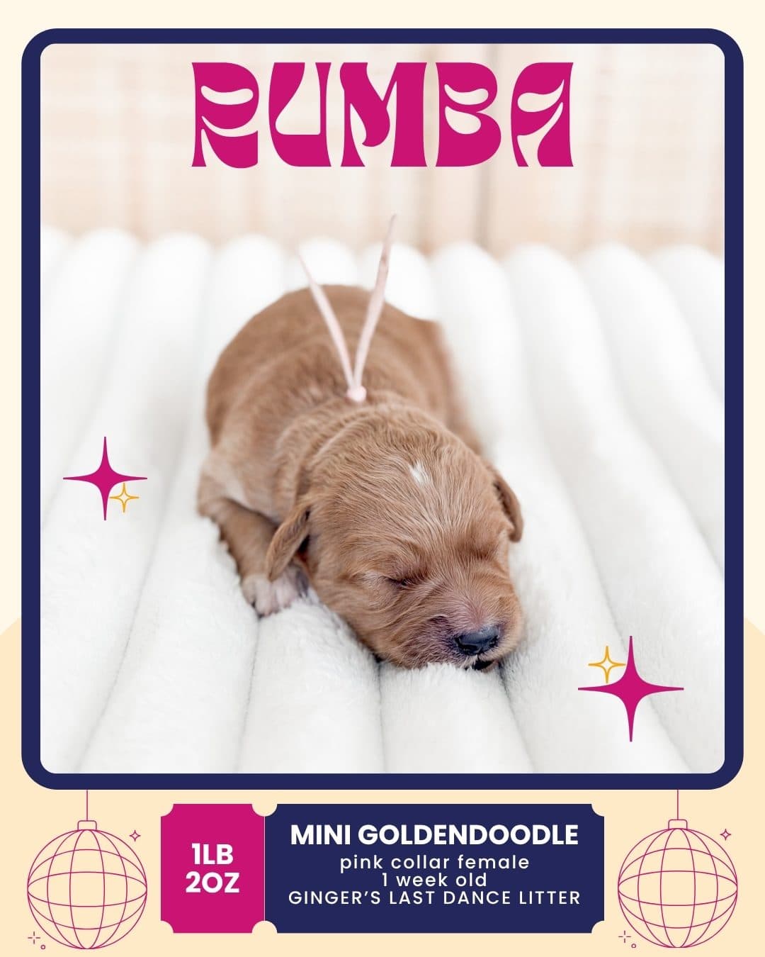 Rumba, Mini Goldendoodle puppy from Wilder Doodles in Wilder, Idaho