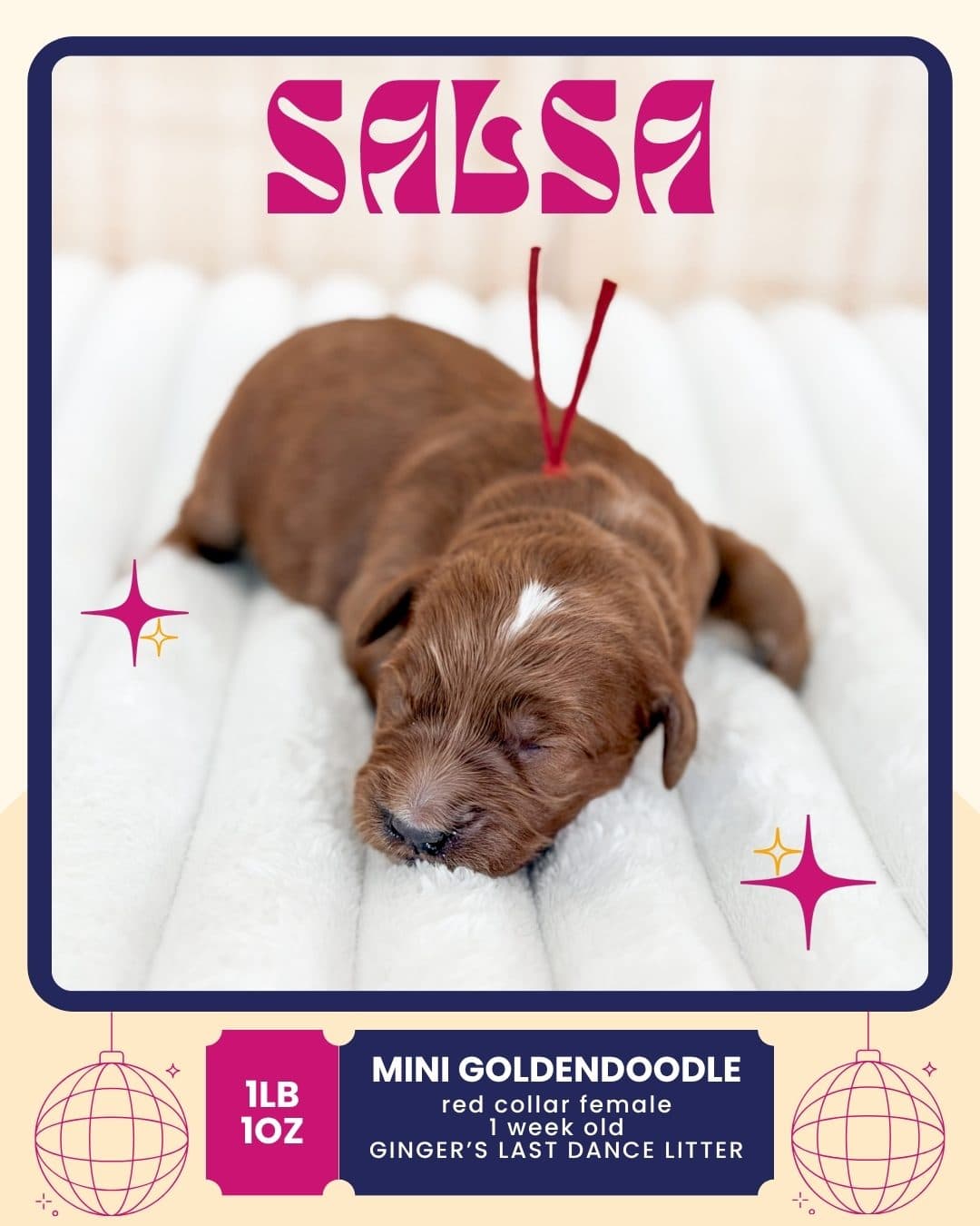 Salsa, Mini Goldendoodle puppy from Wilder Doodles photo 1