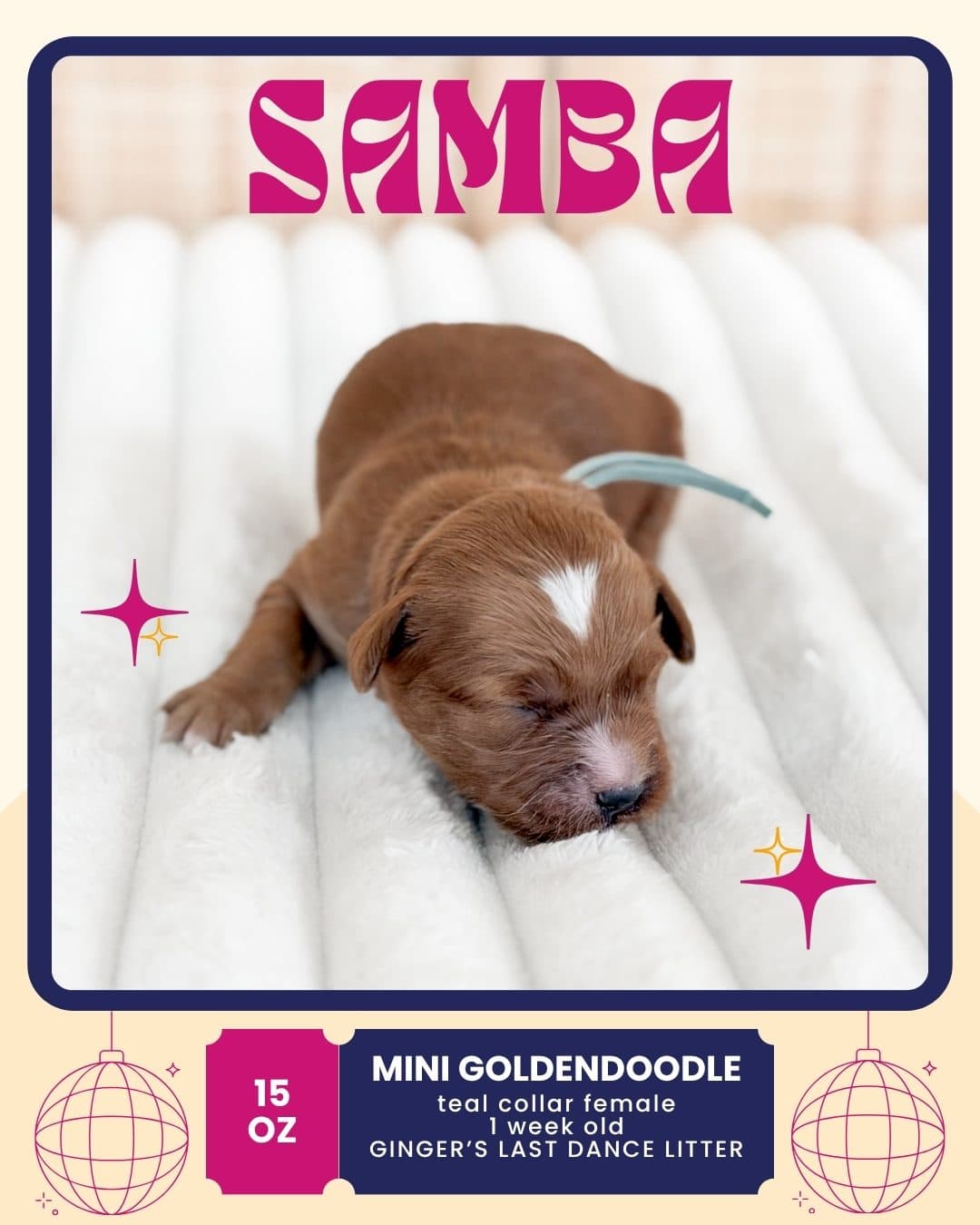 Samba, Mini Goldendoodle puppy from Wilder Doodles in Wilder, Idaho