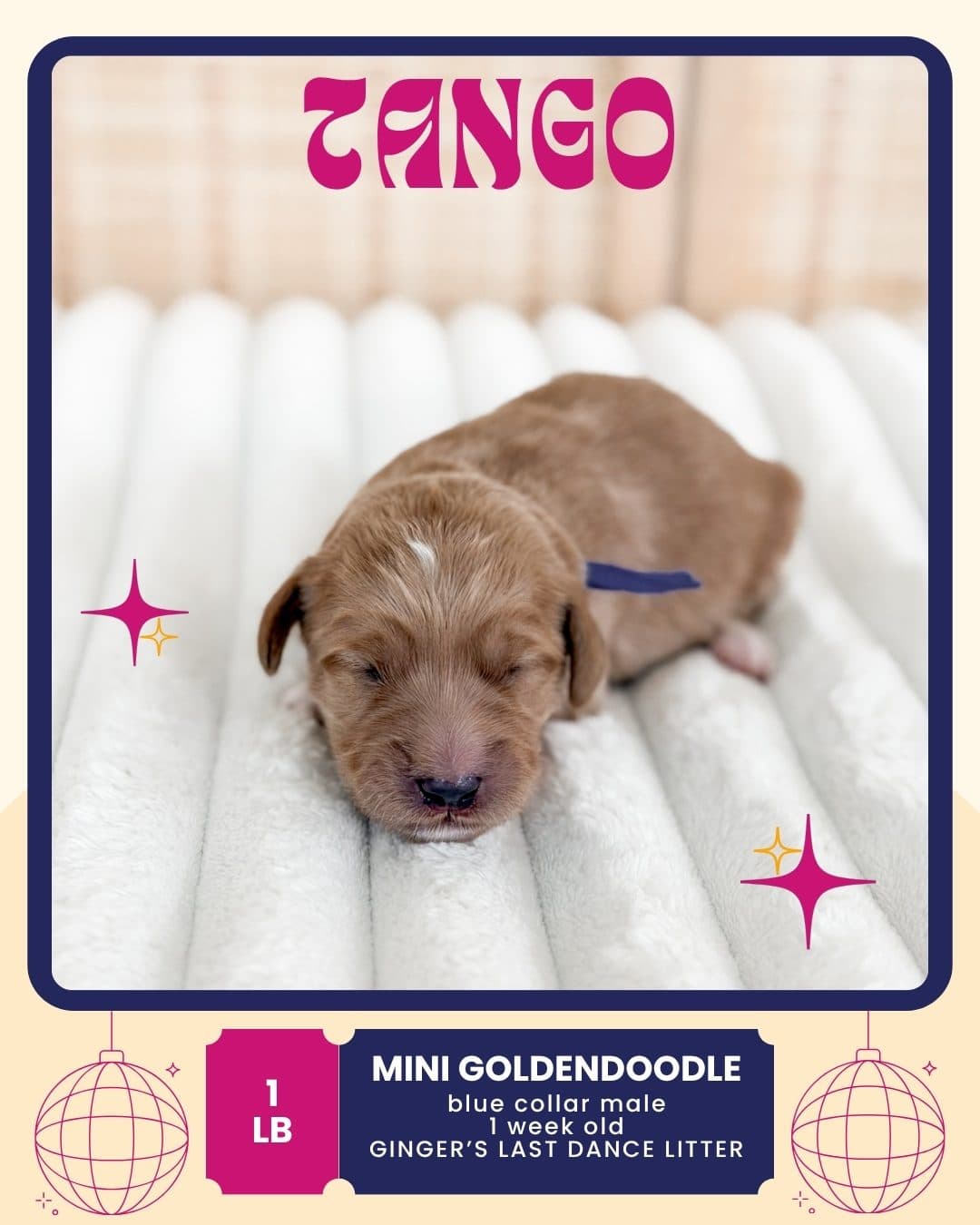 Tango, Mini Goldendoodle puppy from Wilder Doodles photo 1