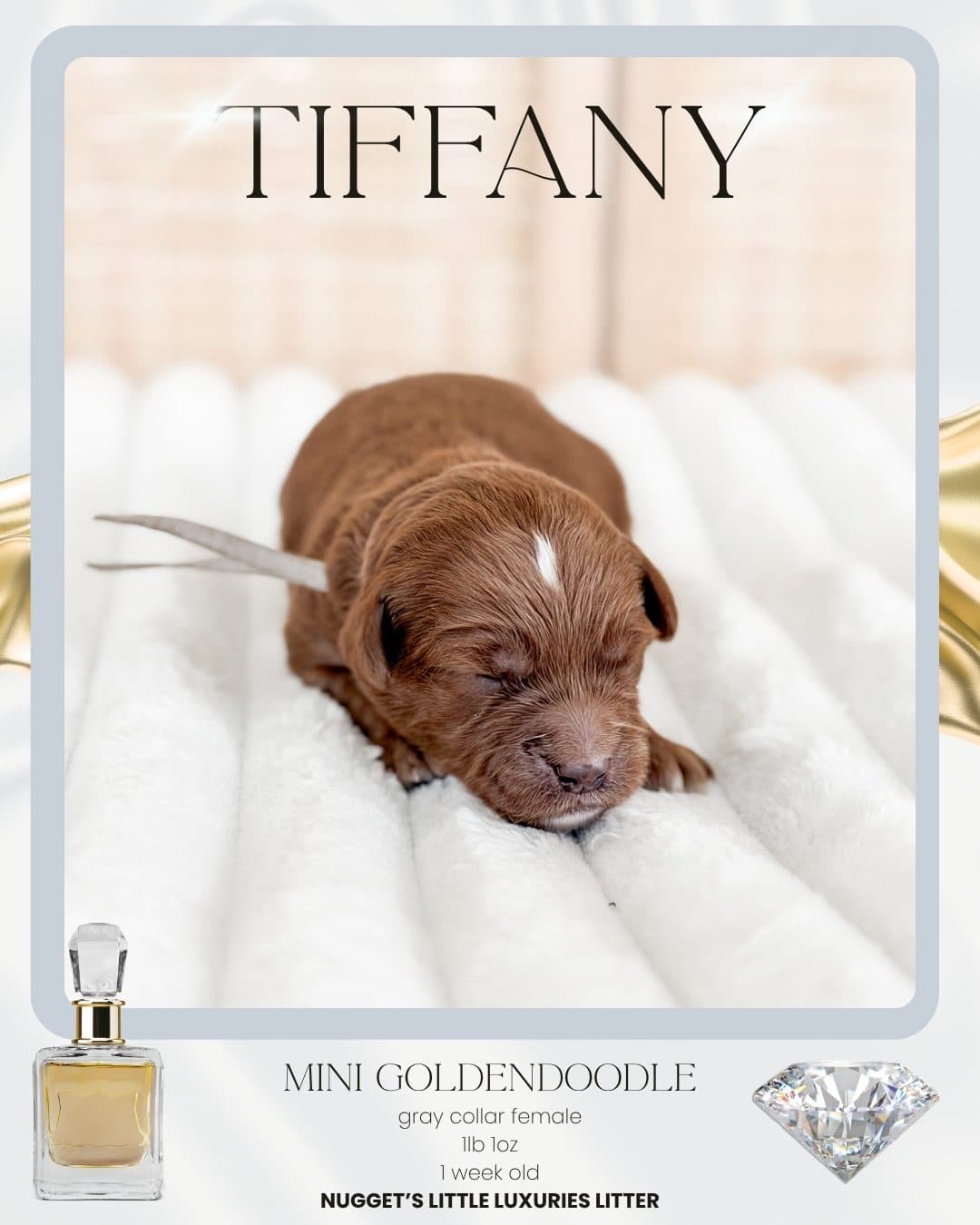 Tiffany, Mini Goldendoodle puppy from Wilder Doodles in Wilder, Idaho