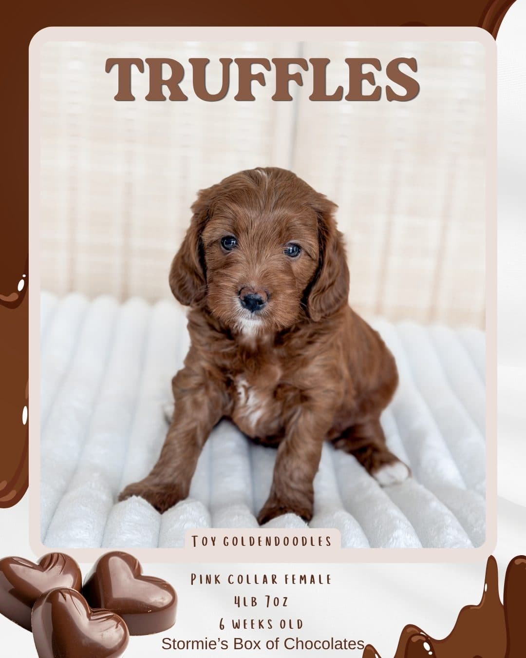 Truffles, Micro Goldendoodle puppy from Wilder Doodles in Wilder, Idaho