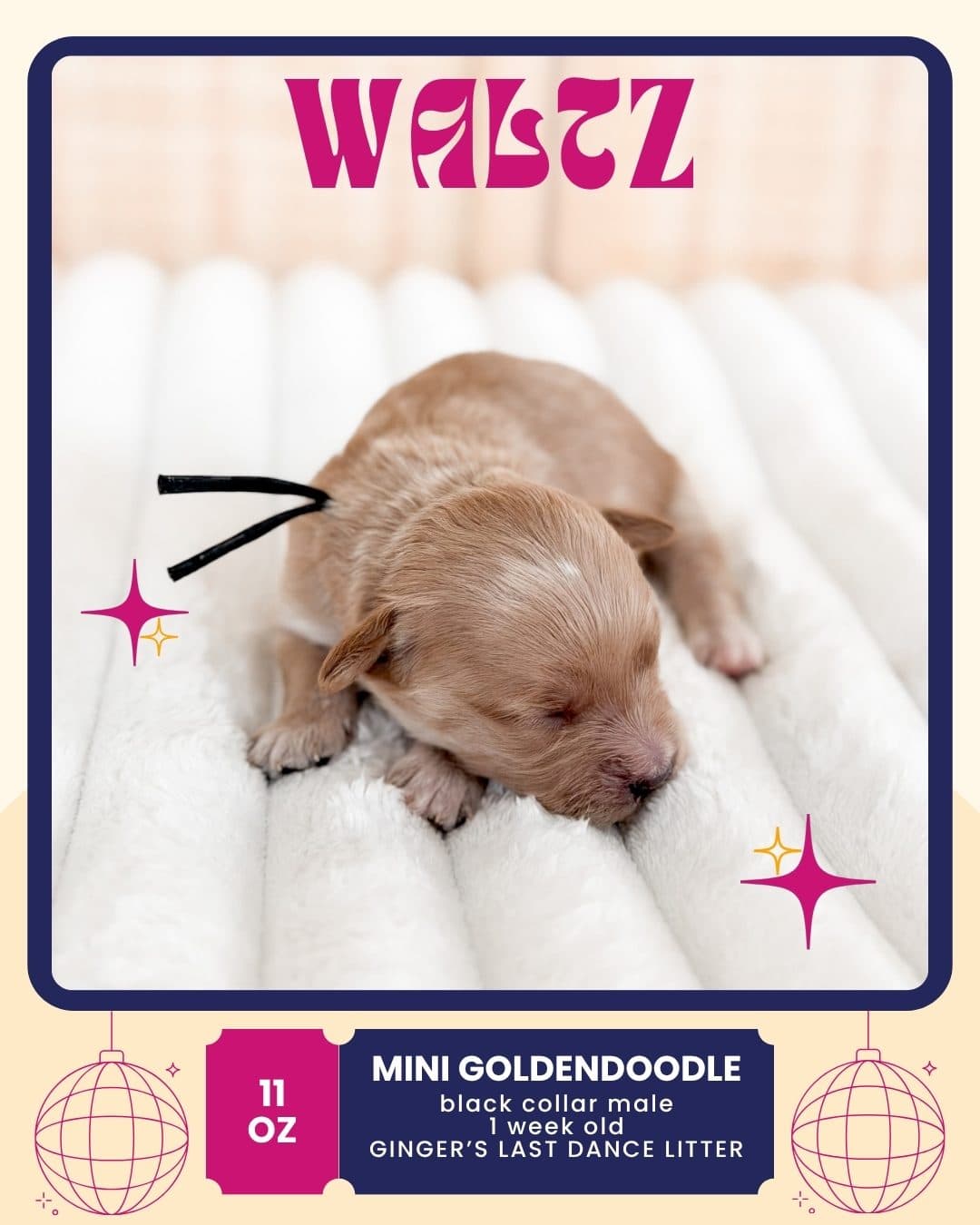 Waltz, Mini Goldendoodle puppy from Wilder Doodles in Wilder, Idaho