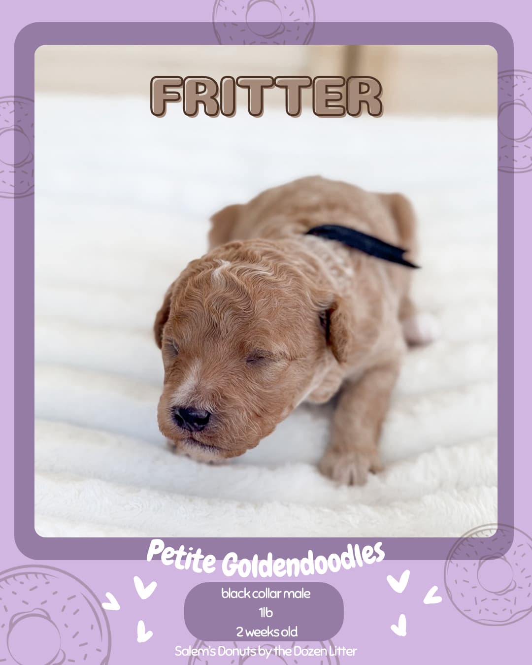 Wilder Doodles puppy in its new home 7