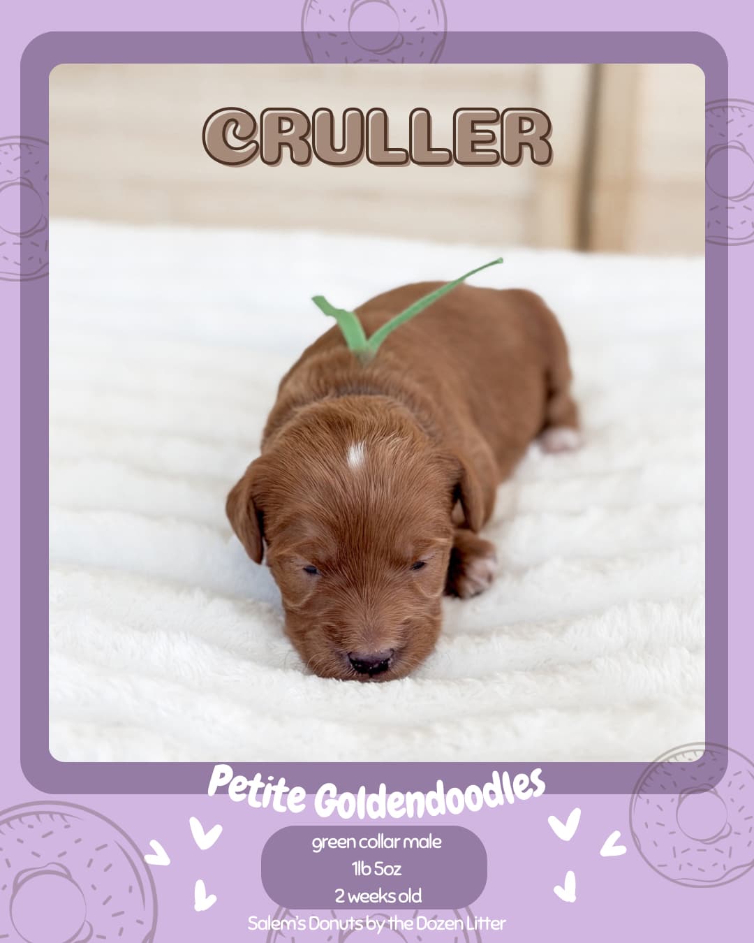 Wilder Doodles puppy in its new home 5