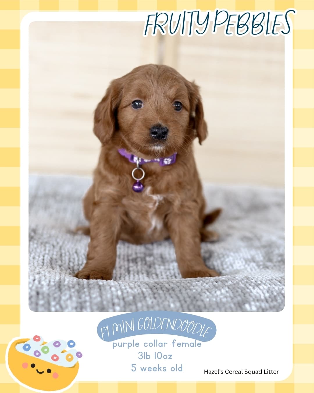 Wilder Doodles puppy in its new home 9