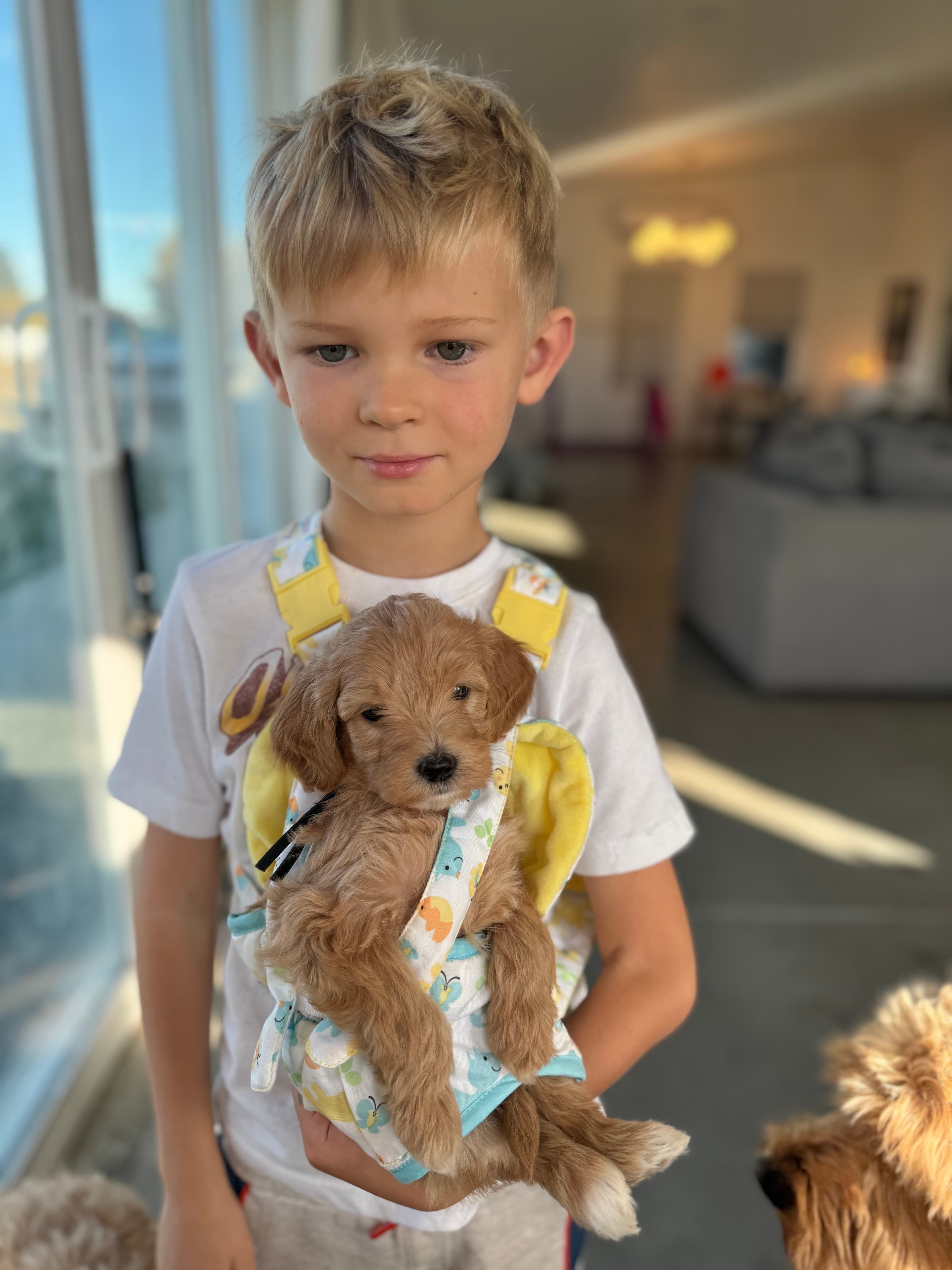 Zyon, Lies With Puppies at Wilder Doodles