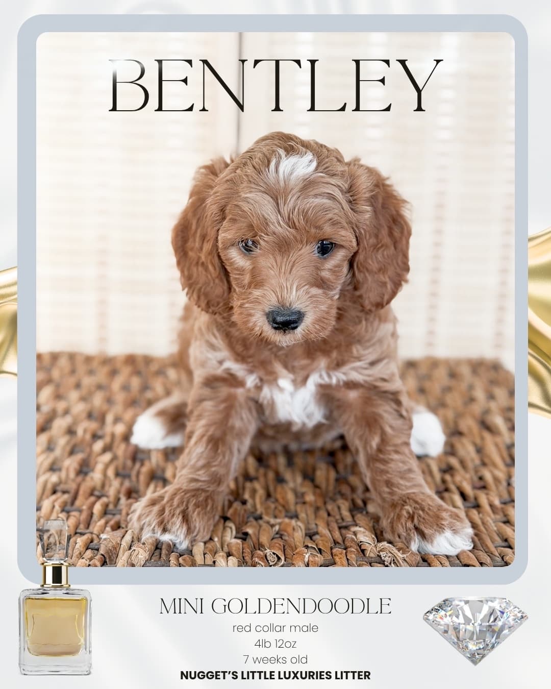 Bentley, Mini Goldendoodle puppy from Wilder Doodles in Wilder, Idaho
