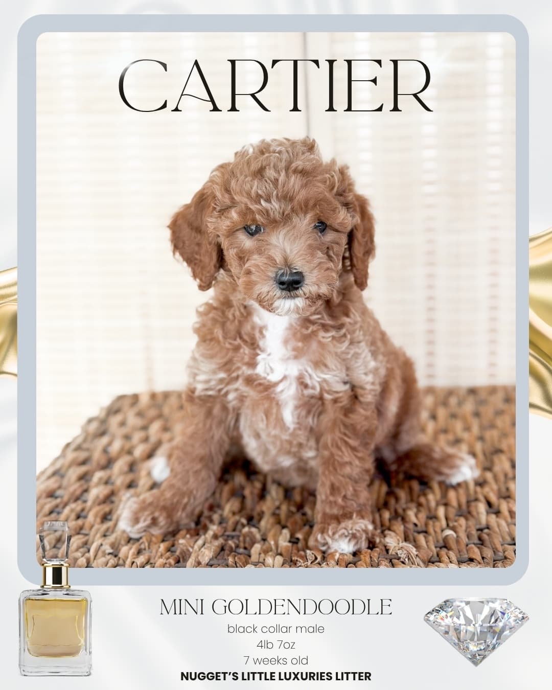 Cartier, Mini Goldendoodle puppy from Wilder Doodles in Wilder, Idaho