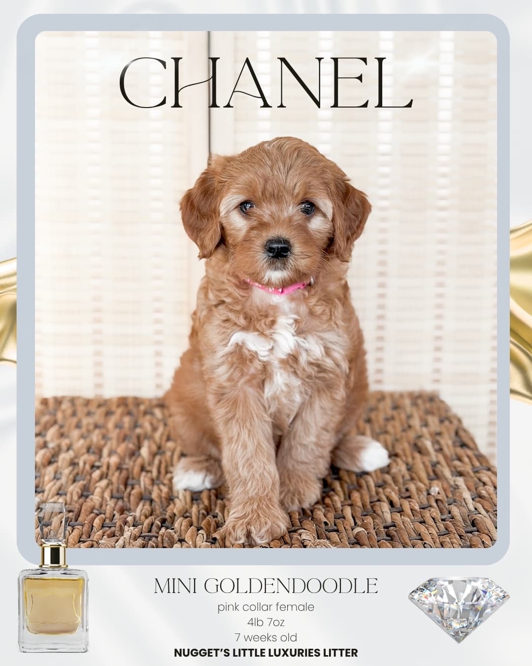 Chanel, Mini Goldendoodle puppy from Wilder Doodles in Wilder, Idaho