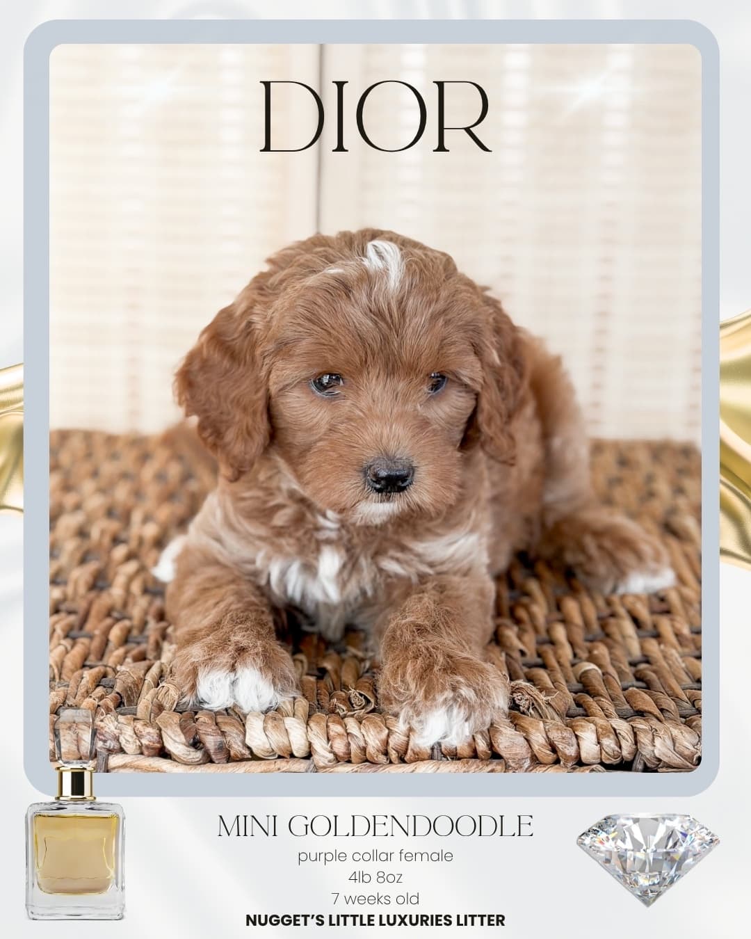 Dior, Mini Goldendoodle puppy from Wilder Doodles in Wilder, Idaho