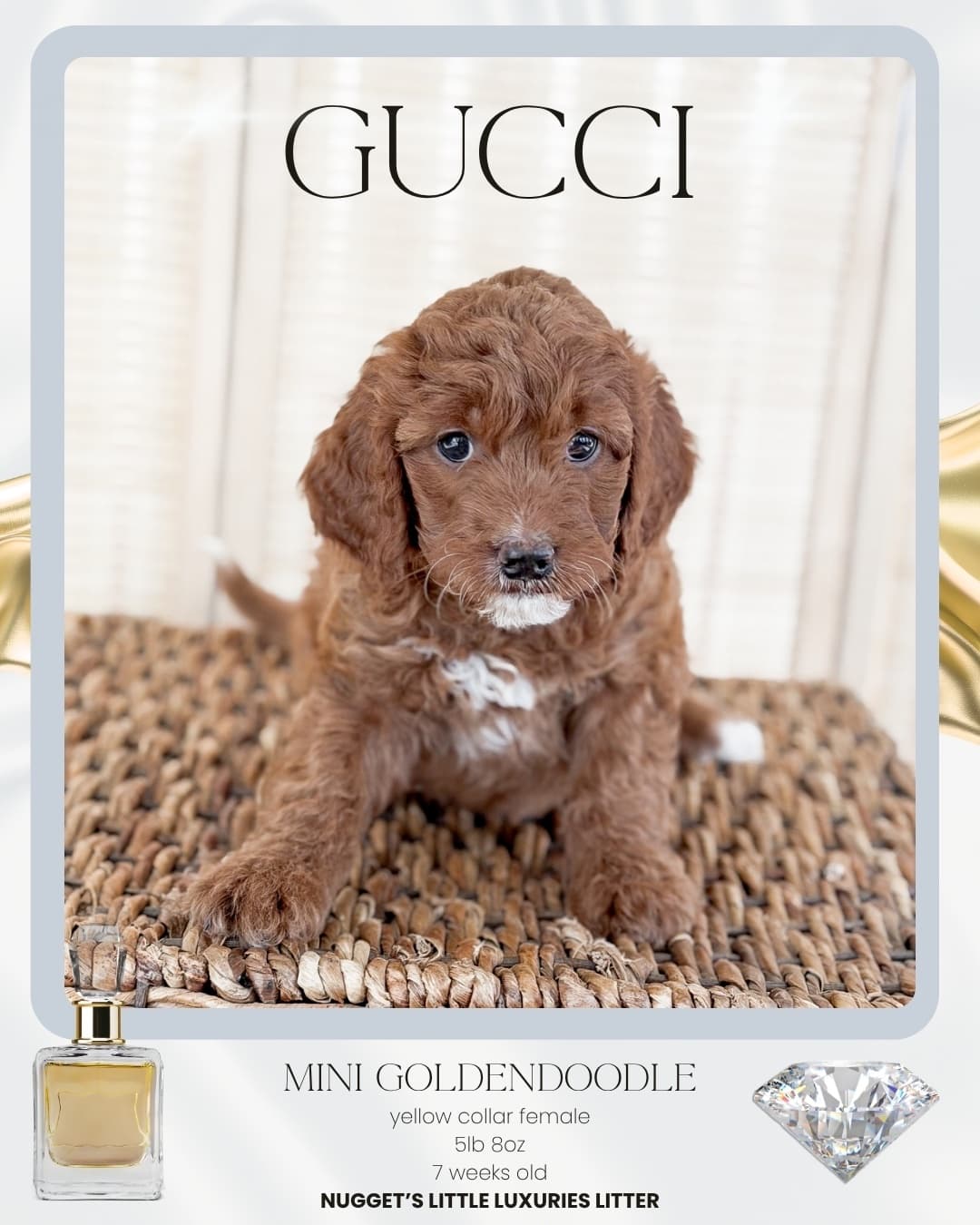 Gucci, Mini Goldendoodle puppy from Wilder Doodles photo 1