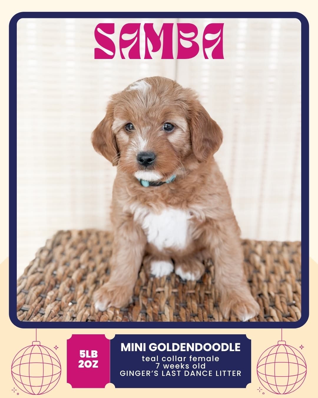 Samba, Mini Goldendoodle puppy from Wilder Doodles in Wilder, Idaho